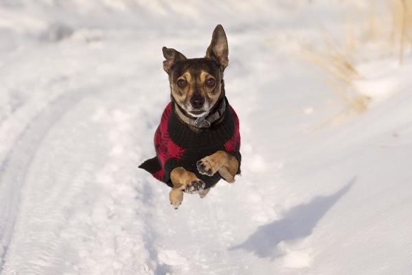 /Images/uploads/Humane Society of Utah/HSU2018/entries/4650thumb.jpg